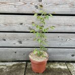 Zelkova ostrolistá (Zelkova serrata) - výška 40-60 cm, kont. C3L